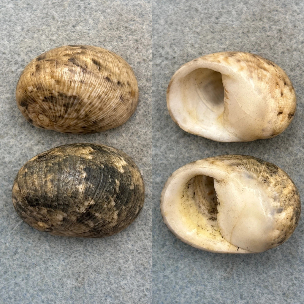 #3 Nerita polita Lot 32-34mm F+ Philippines