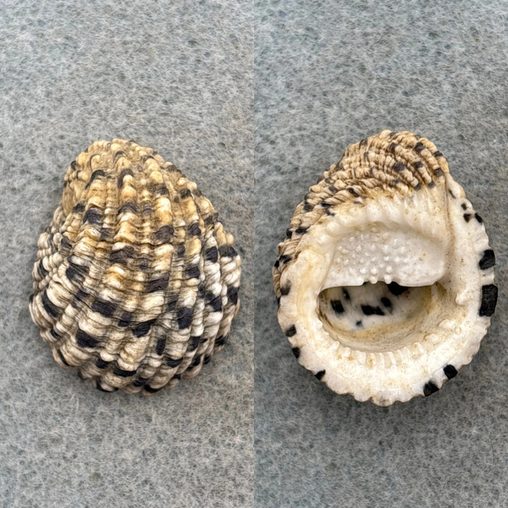 #1 Nerita textilis 30mm F+ Samar, Philippines