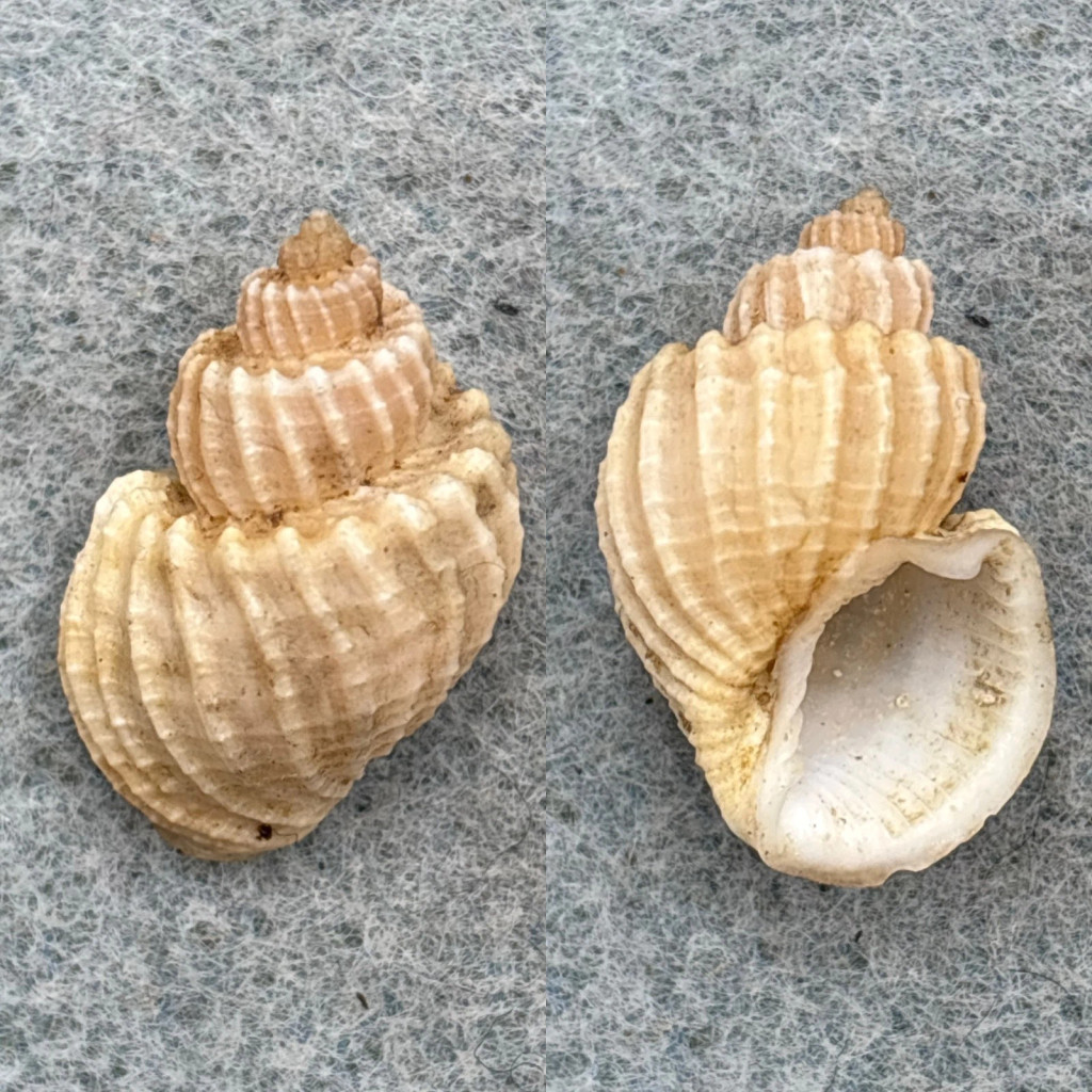 #1 Trigonostoma scalata 24.3mm F+ Mauritius Cancellariidae