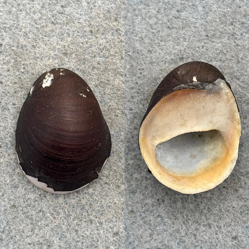 Neritina petiti 26.6mm F+ Philippines