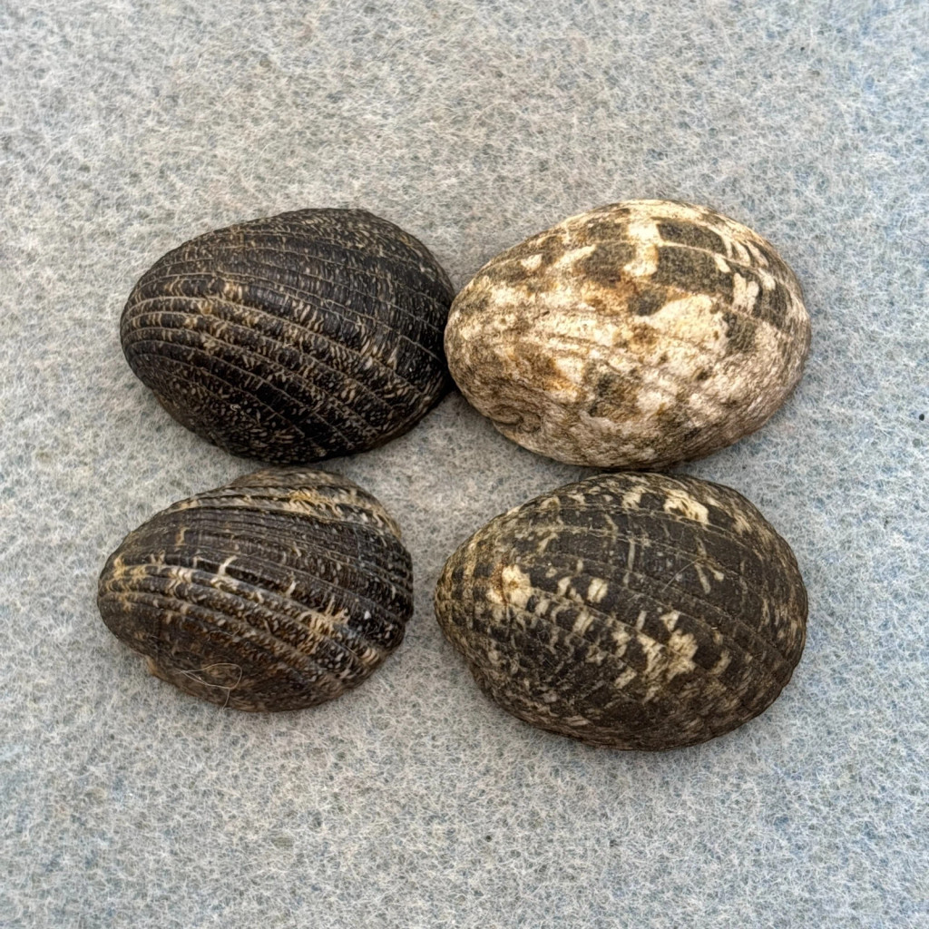 Nerita albicilla Lot 23-27mm F+ Philippines