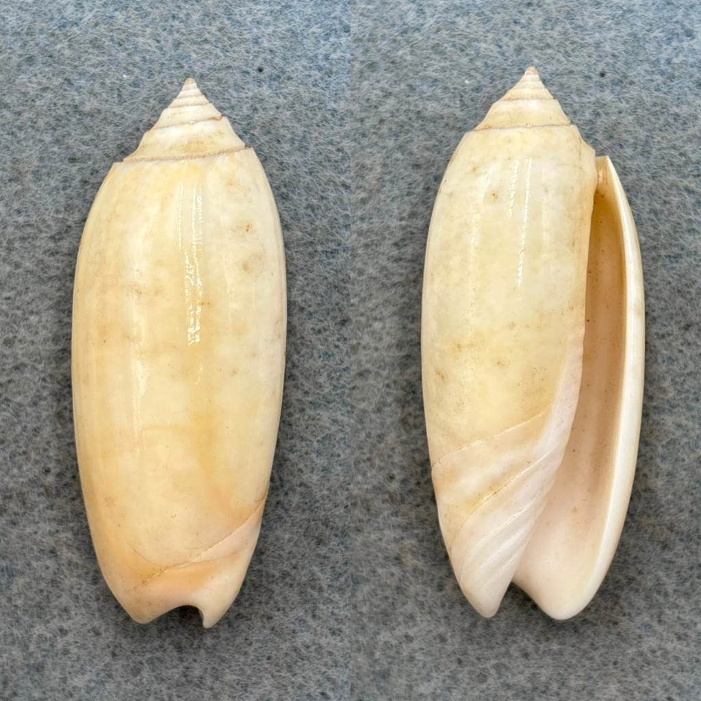 #7 Oliva sayana citrina 48.8mm F/+ Sanibel Island, Florida