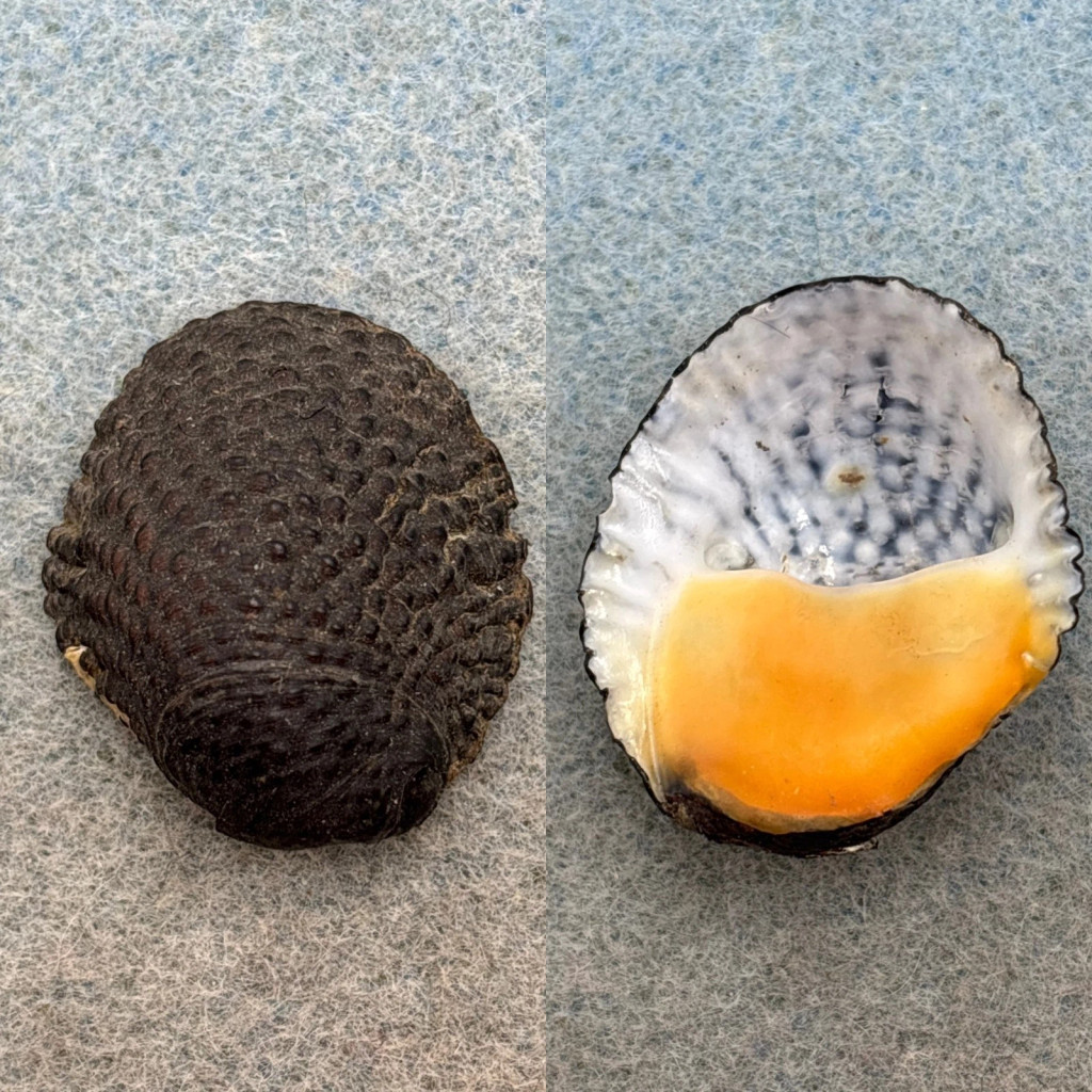 #1 Neritona granosa 30mm F++ Kauai, Hawaii