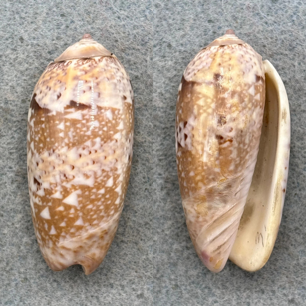 #1 Oliva splendidula 44.7mm F+ Tobago, Bay of Panama