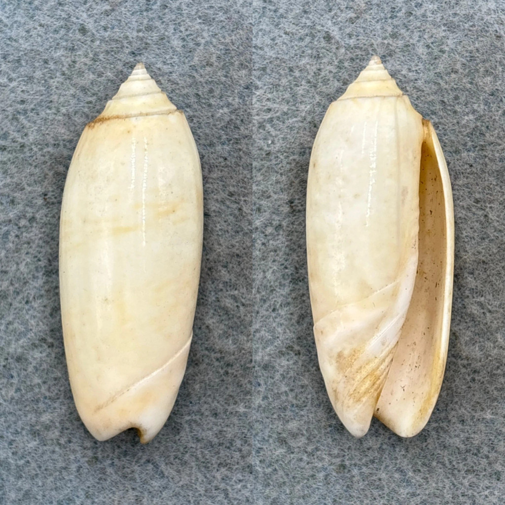 #4 Oliva sayana citrina 39.9mm F/+ Sanibel Island, Florida