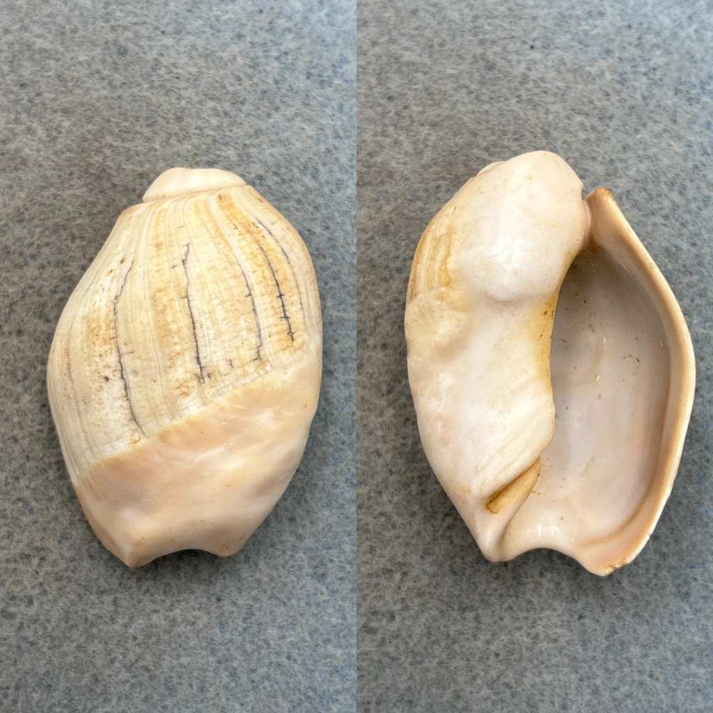 Olivancillaria auricularia 46.8mm F/+ Rocha, Uruguay