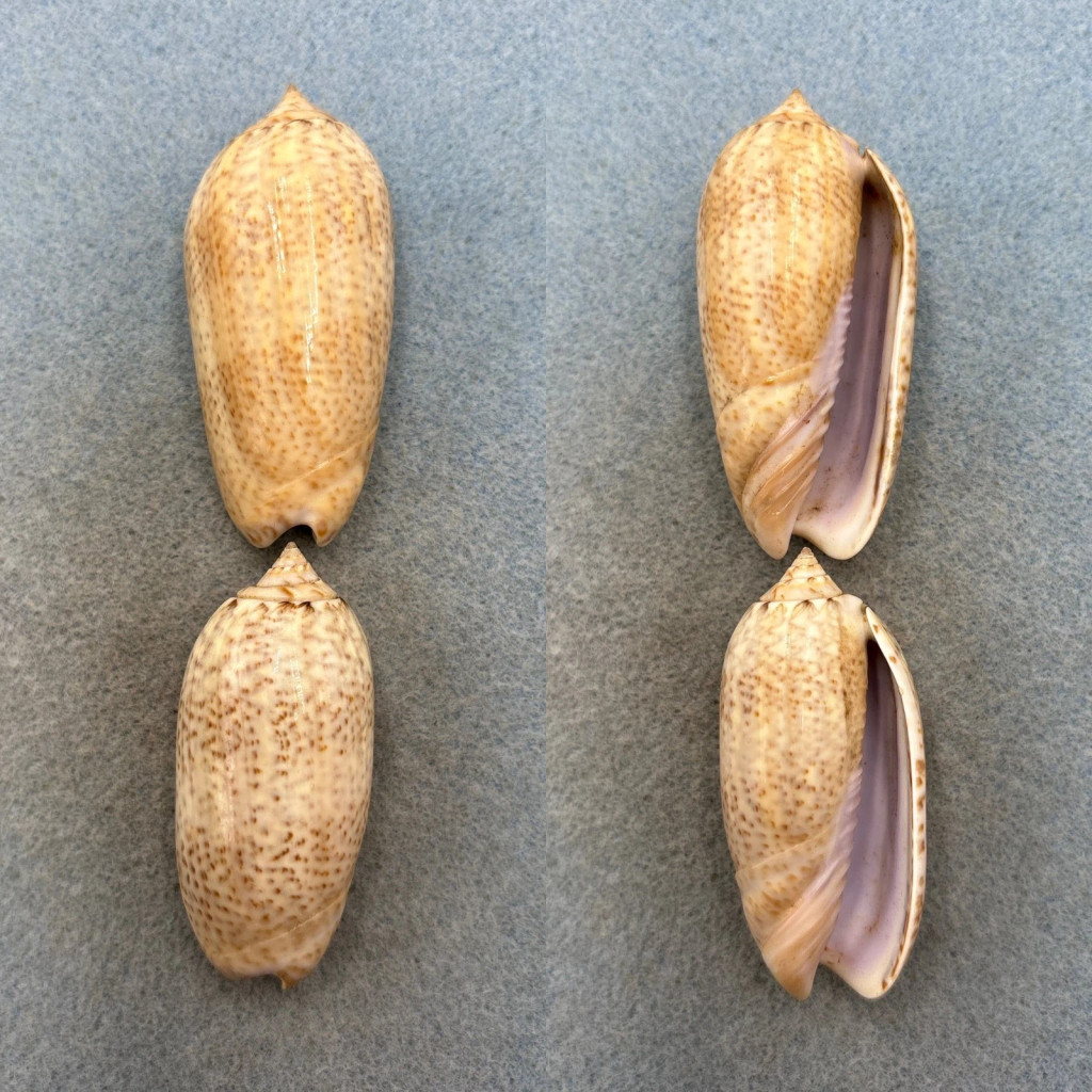 #2 Oliva spicata rejecta Lot 54-58mm F La Paz, Mexico