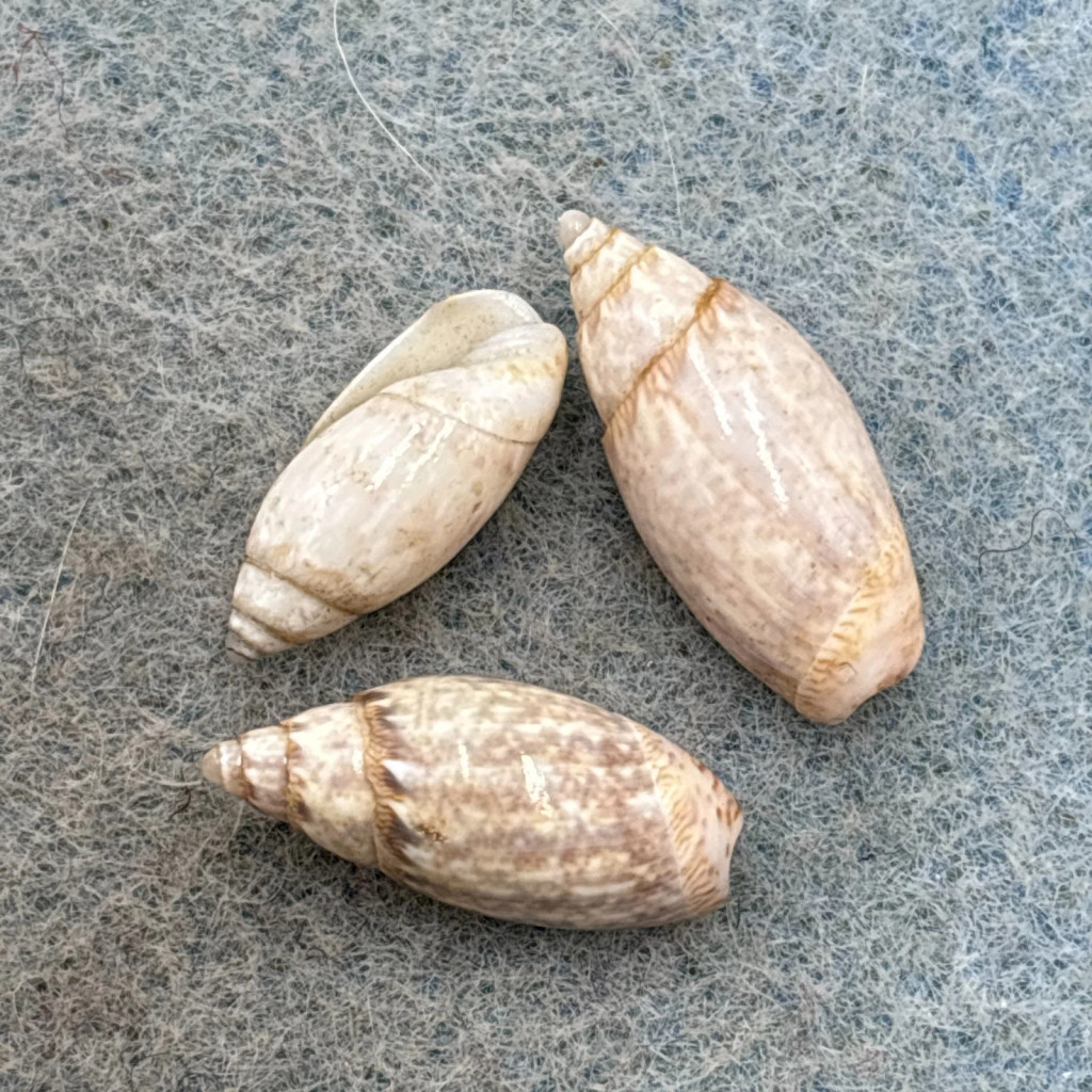 #1 Jaspidella jaspidea Lot 14-17mm F+ Grand Cayman Olividae