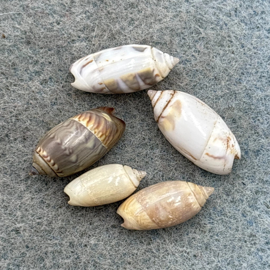 #1 Oliva undatella Lot 11mm+ F+ Baja California, Mexico