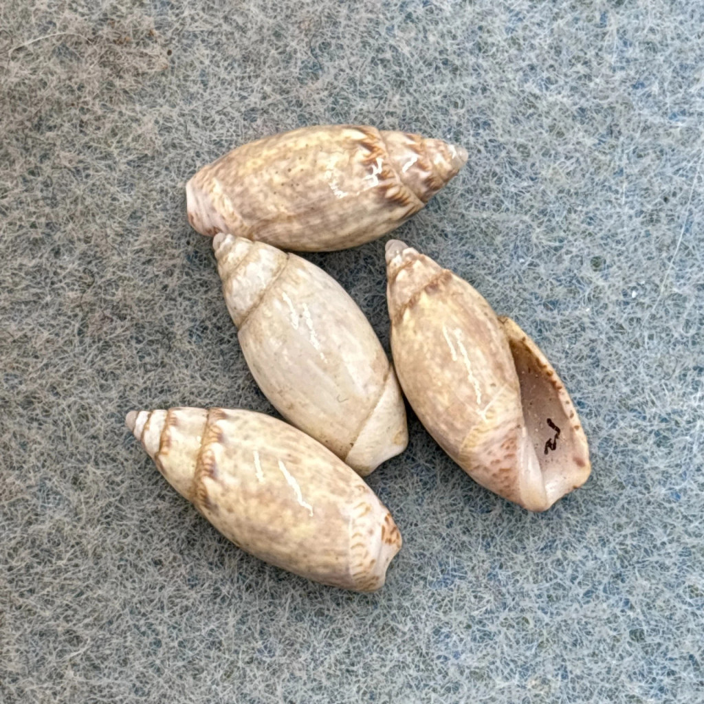 #2 Jaspidella jaspidea Lot 13-14mm F+ Grand Cayman Olividae