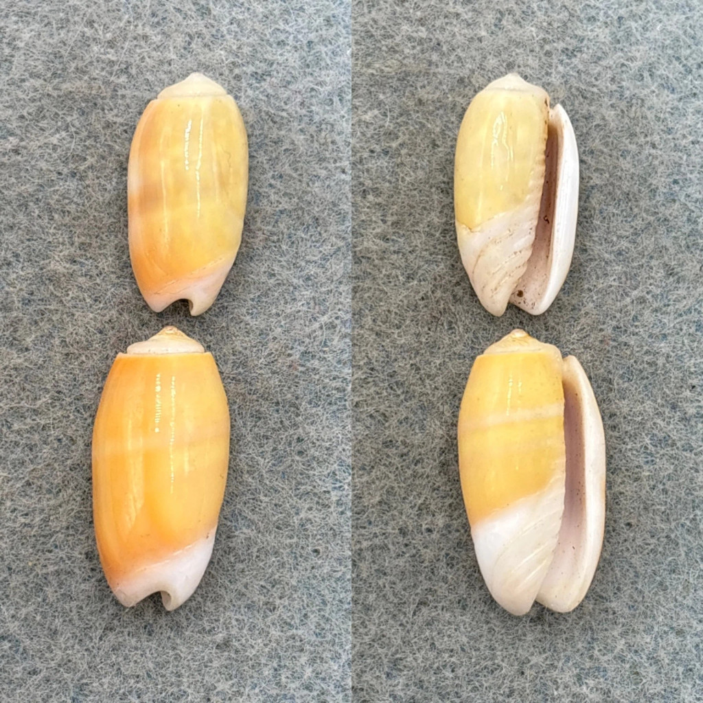 #9 Oliva carneola Lot 18-20mm F+ Fiji