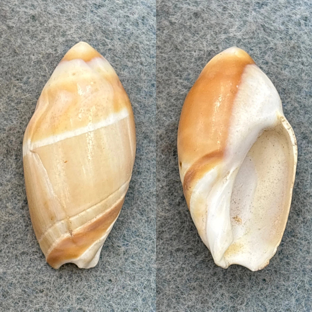 Amalda contusa 29.2mm F Durban, S. Africa