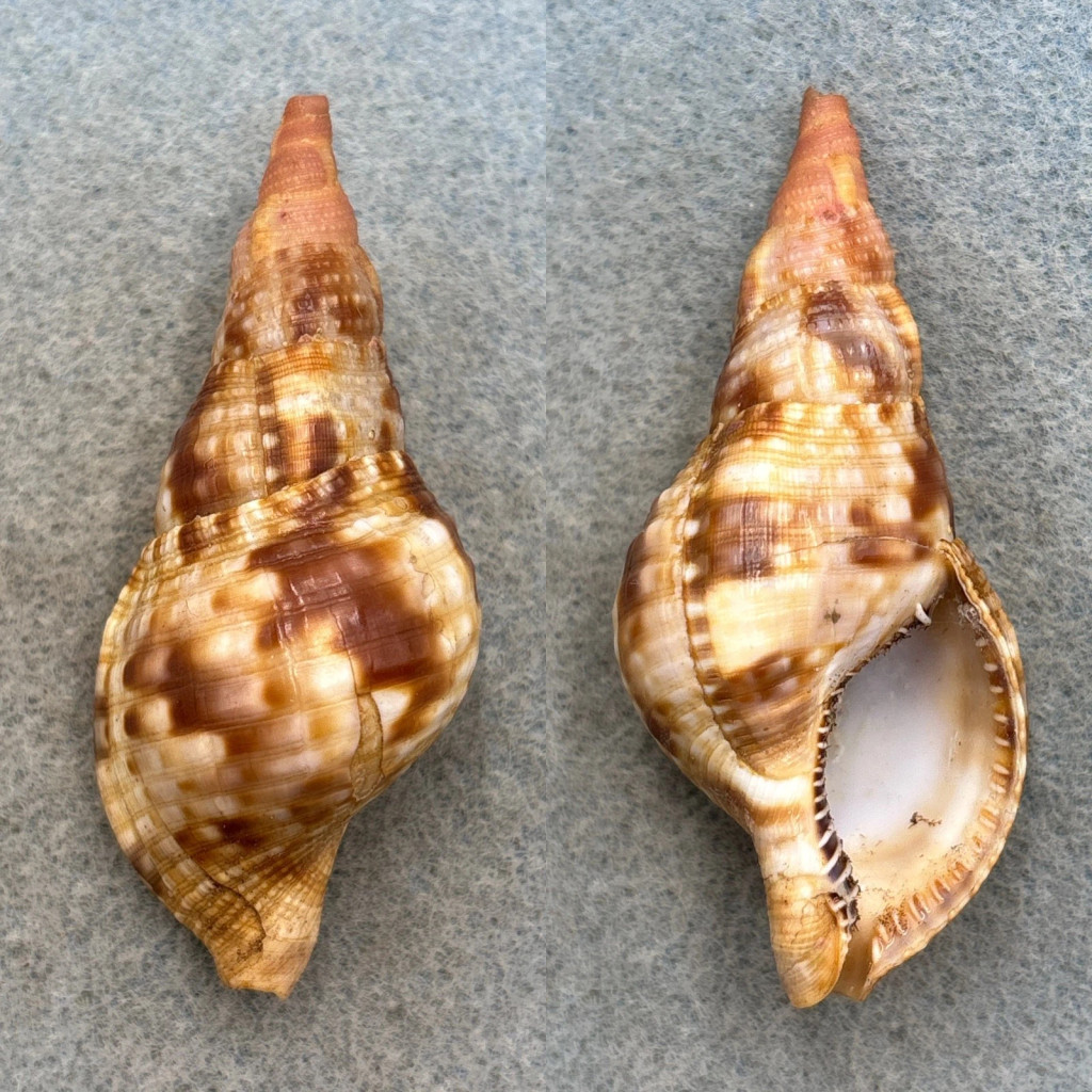 Charonia variegata 64.3mm F+ W/O Tobago