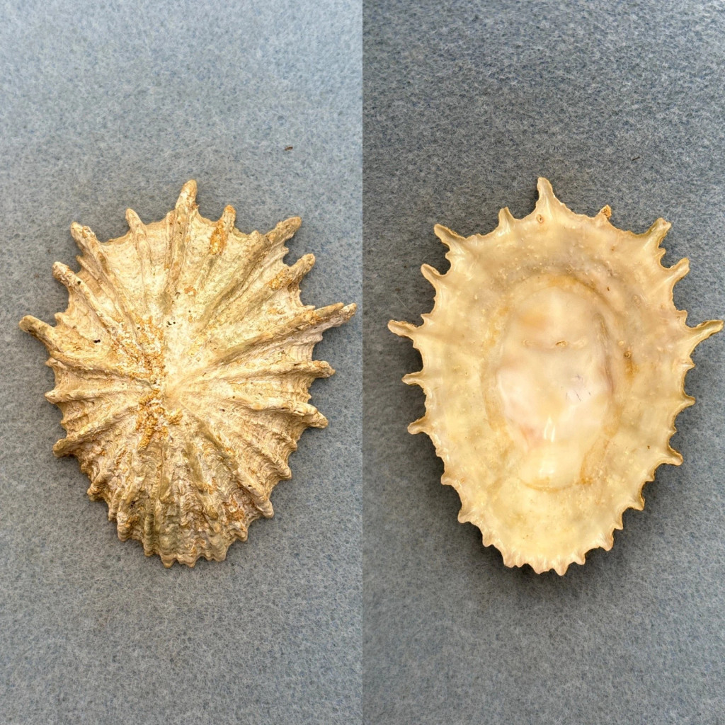 #3 Scutellastra barbara 78.7mm F+ Algoa Bay, South Africa Patellidae