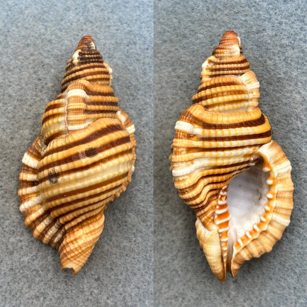 Septa hepaticum 61.3mm F+ Mauritius