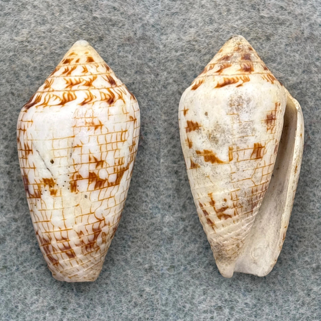 Conus lucidus 36.6mm F West Colombia