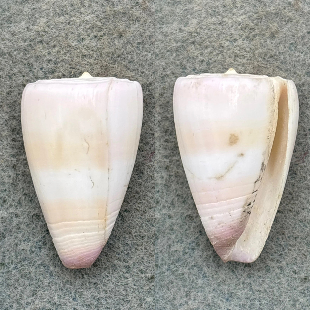 Conus suturatus 28.8mm F+ Australia