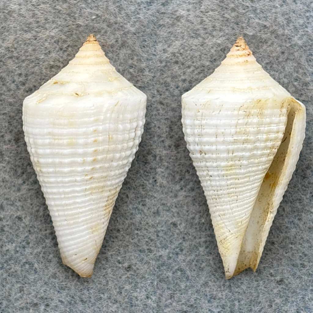 Conus austini 38.5mm F/+ (Lip Chips) North Gulf Of Mexico, 20fms