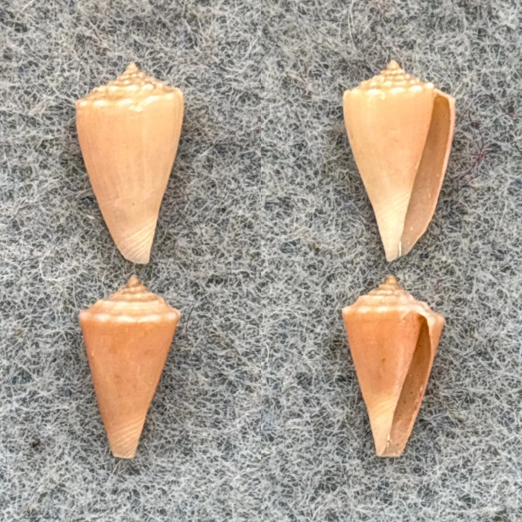 Conus (Conasprella) rutila Lot 9-10mm F/+ Australia