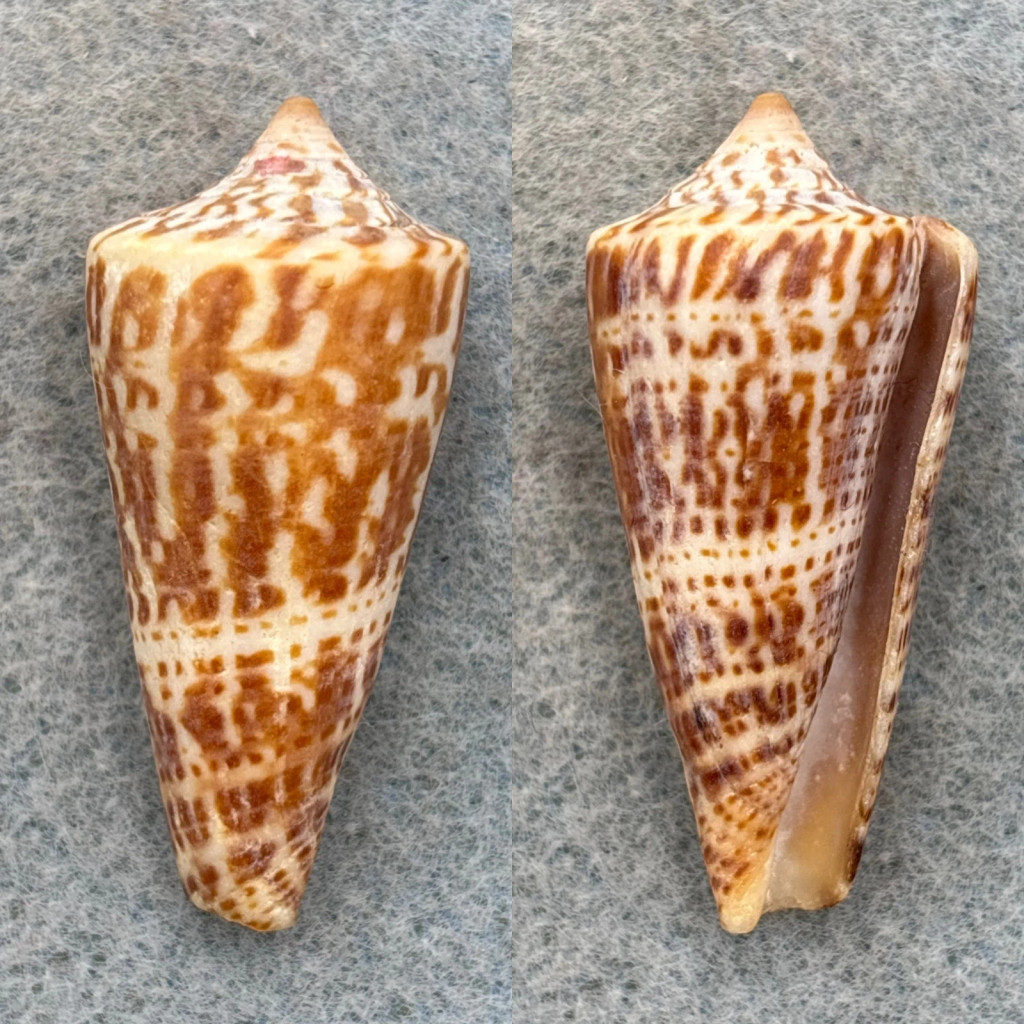 #1 Conus gradatus 41mm F Cepros Island, Mexico