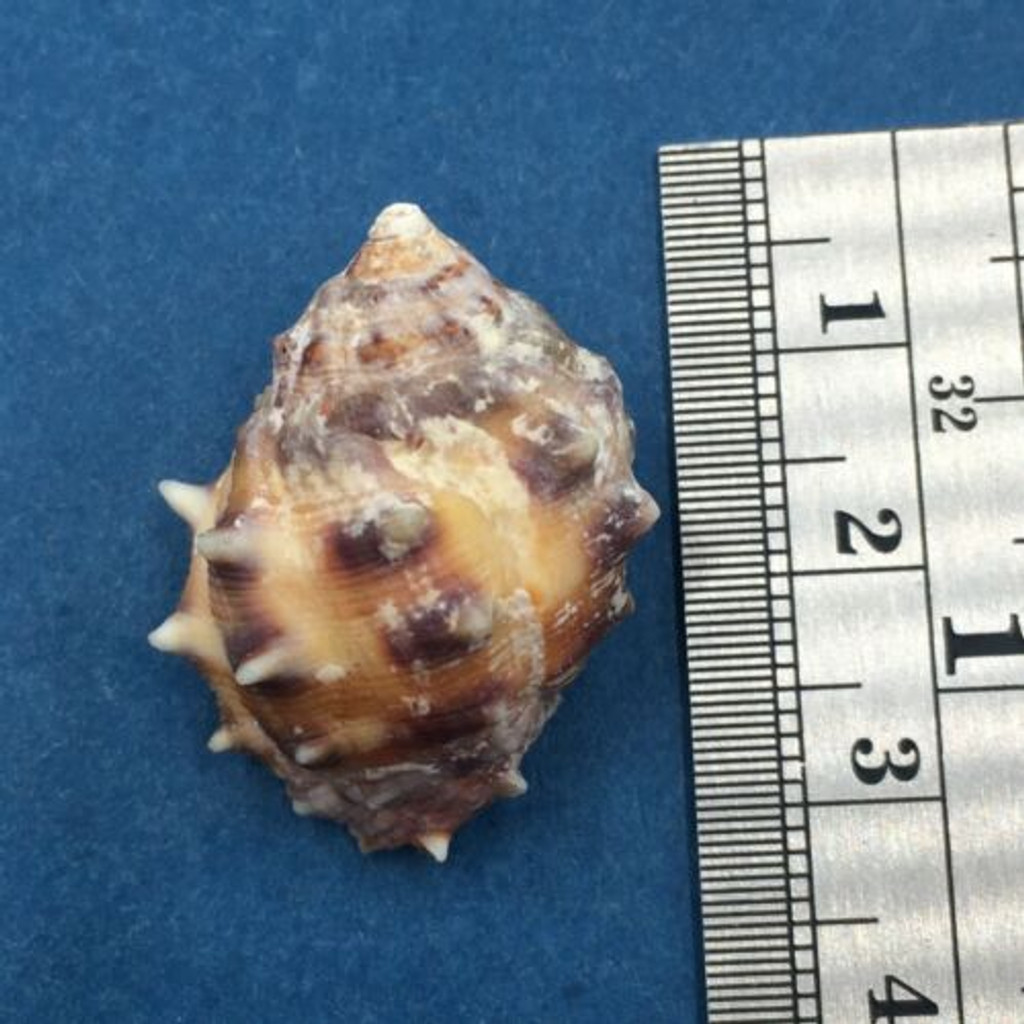 Thais (Mancinella) alouina 28.1mm W/O Taveuni Fiji 40' In Coral Rubble