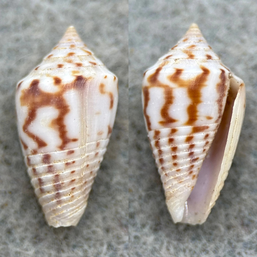 #6 Conus puncticulatus f. pygmaeus 18.5mm F+ Aspinwall, Panama
