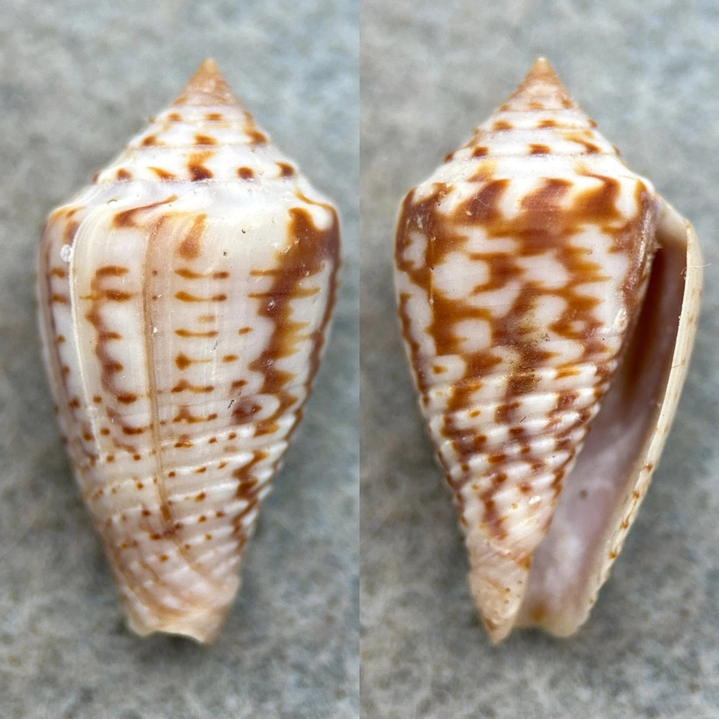 #3 Conus puncticulatus f. pygmaeus 24mm F++ Aspinwall, Panama