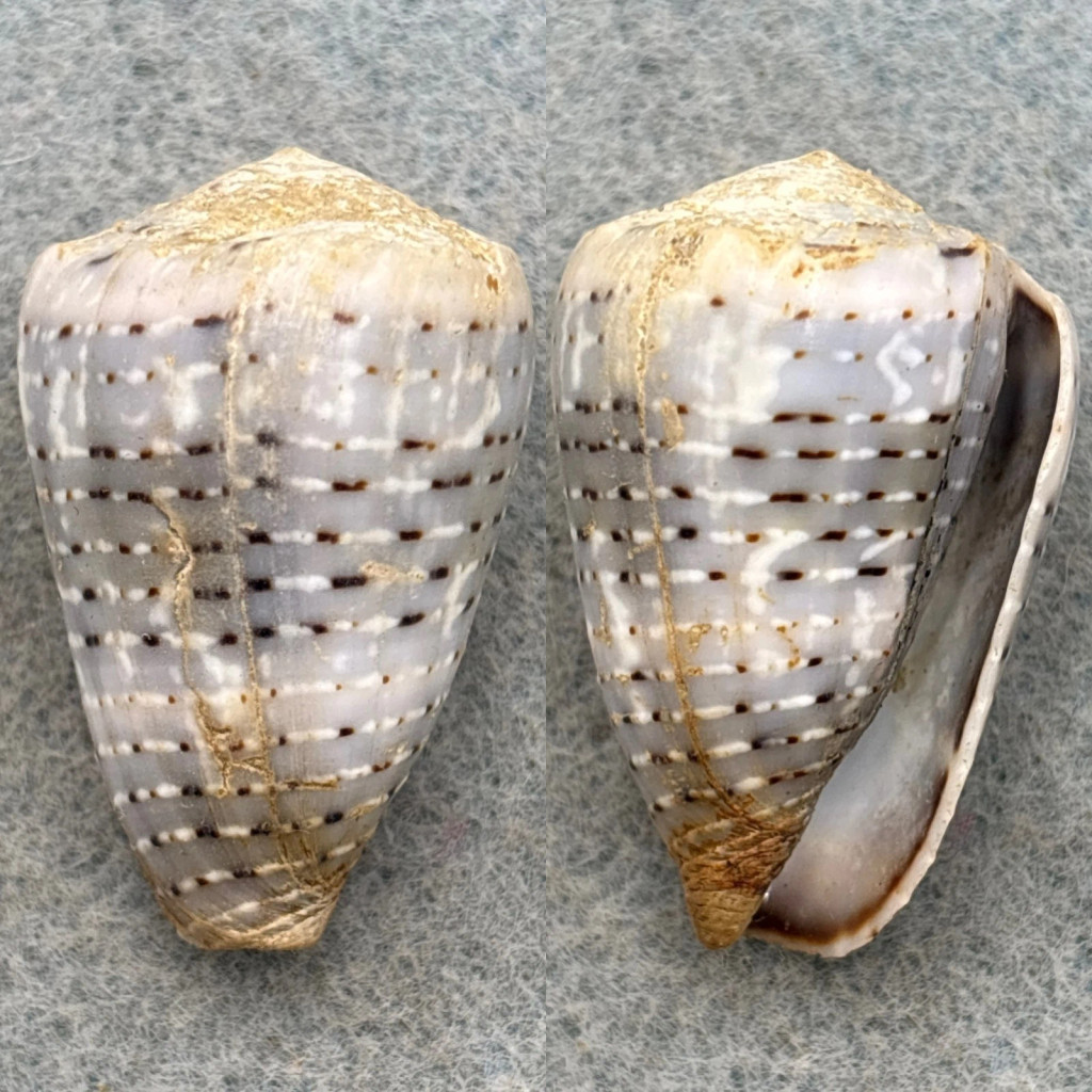 #2 Conus aristophanes 34.4mm F+ Cook Islands