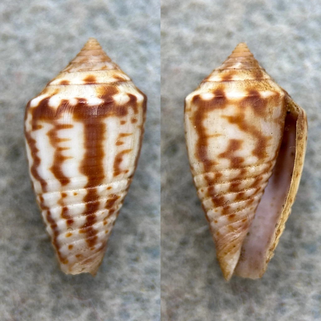 #8 Conus puncticulatus f. pygmaeus 16.7mm F++ Aspinwall, Panama
