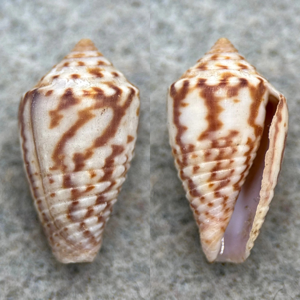 #7 Conus puncticulatus f. pygmaeus 17.8mm F+ Aspinwall, Panama