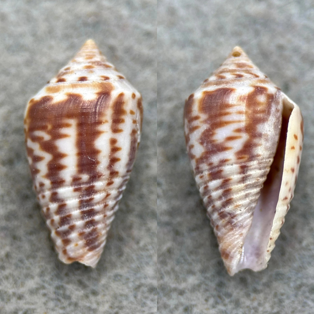 #5 Conus puncticulatus f. pygmaeus 19.4mm F+ Aspinwall, Panama