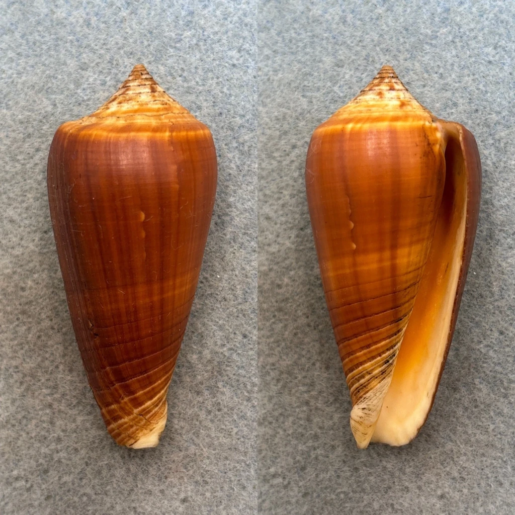 #2 Conus radiatus 60.2mm F+ Moluccas