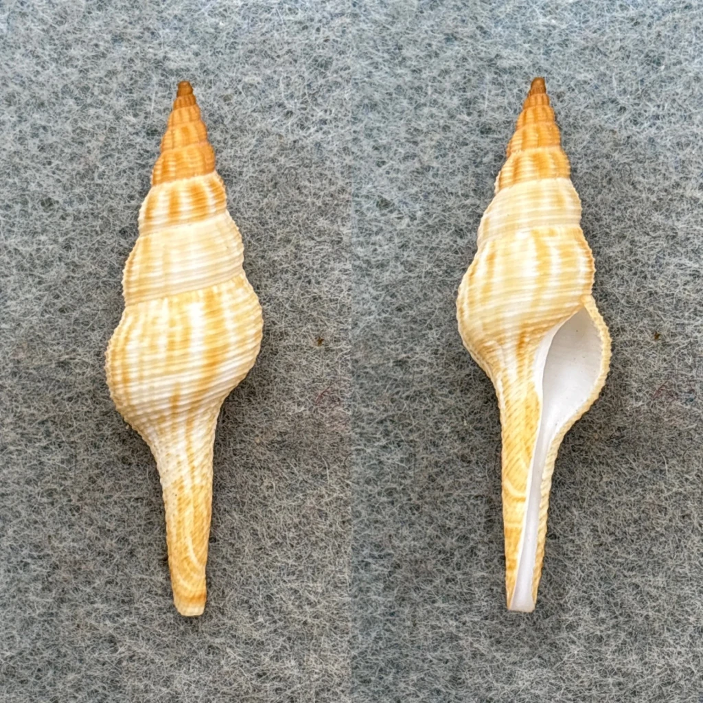 Fusinus helenae 37.5mm RARE F++ 100' Off Egmont Key, Florida