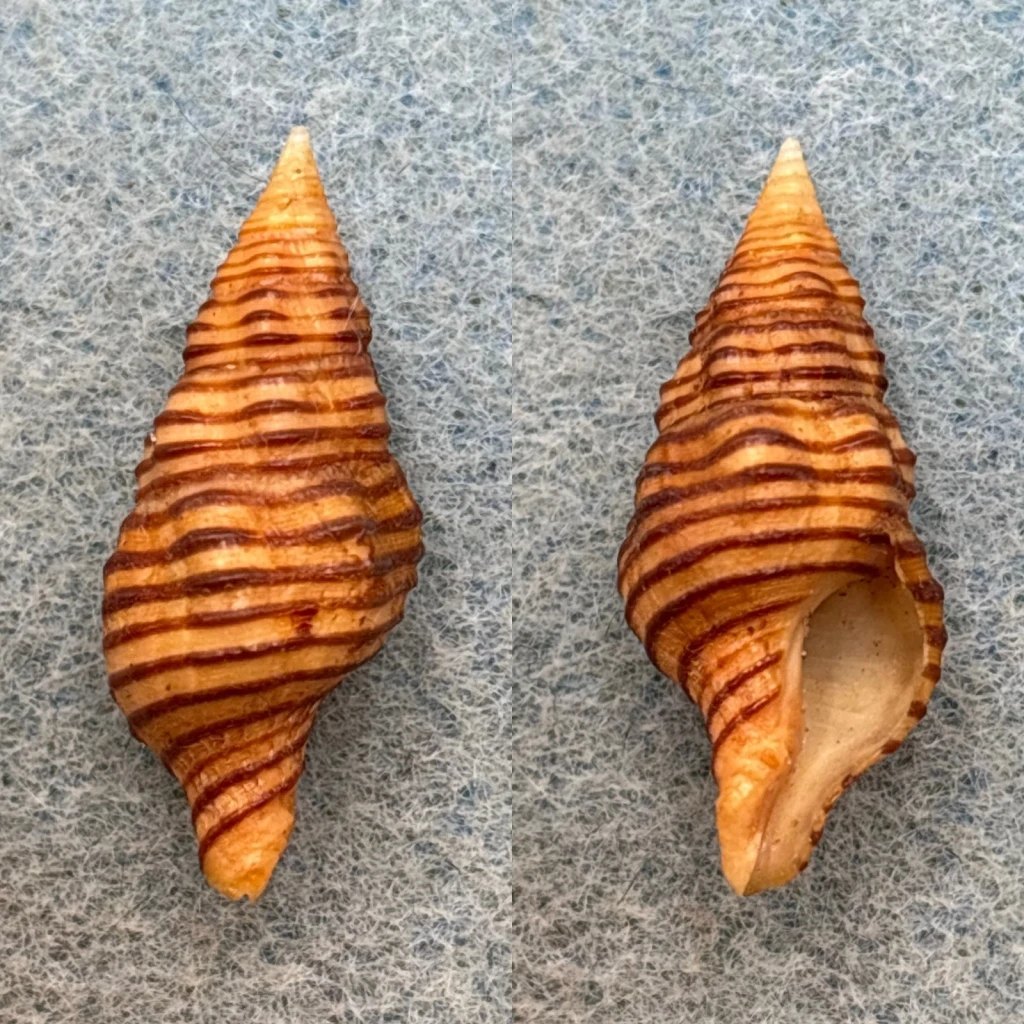 #1 Turrilatirus turritus 27.1mm F++ Seychelles Fasciolariidae