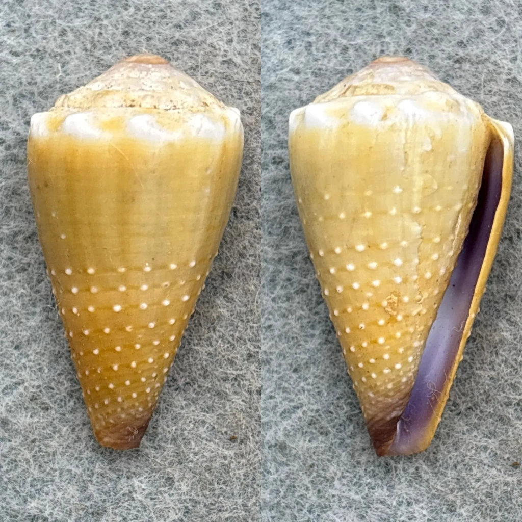 #2 Conus moreleti 31mm F+ Green Is., Barrier Reef, Qld, Australia