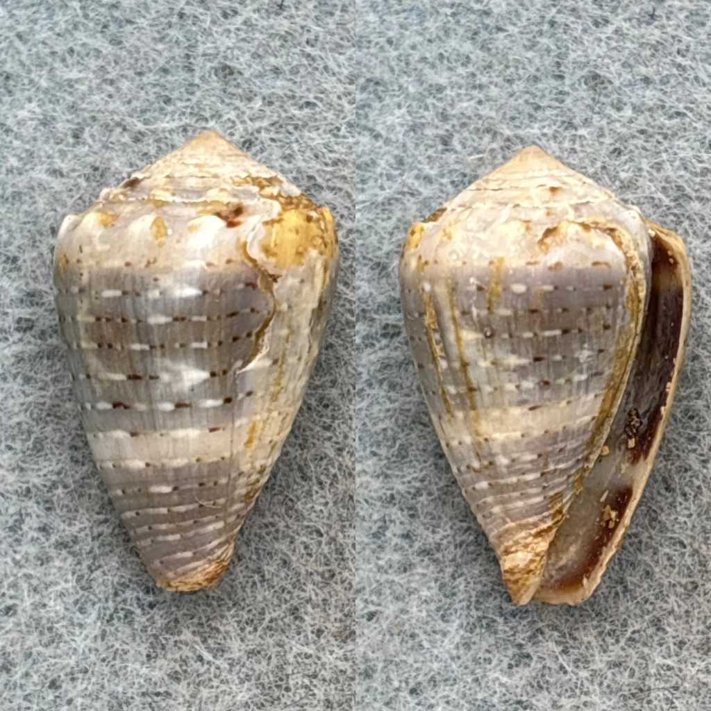 #1 Conus encaustus 21.3mm F+ Tahiti