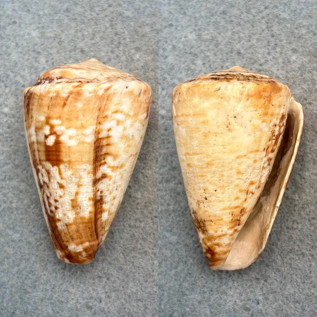 Conus venulatus 46mm F Senegal