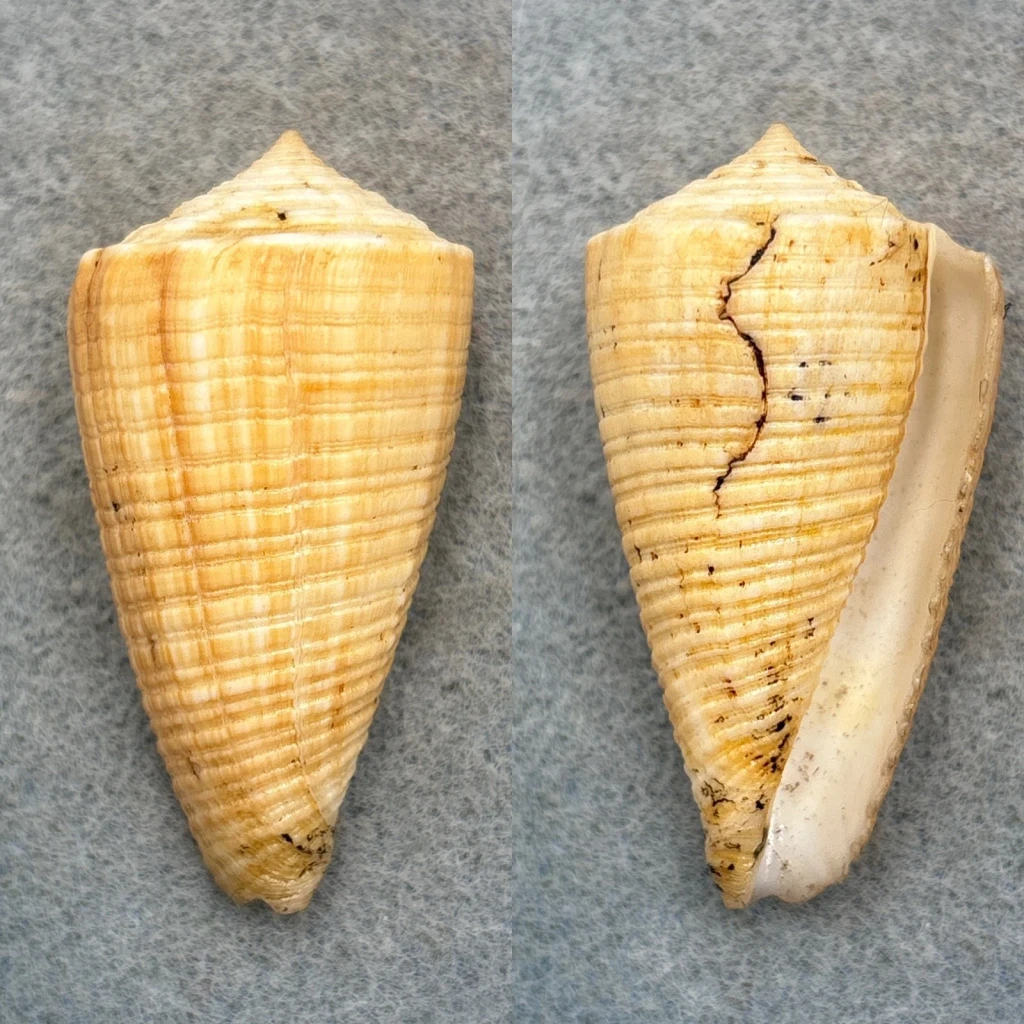 #1 Conus sulcatus 53.9mm F+ China Sea