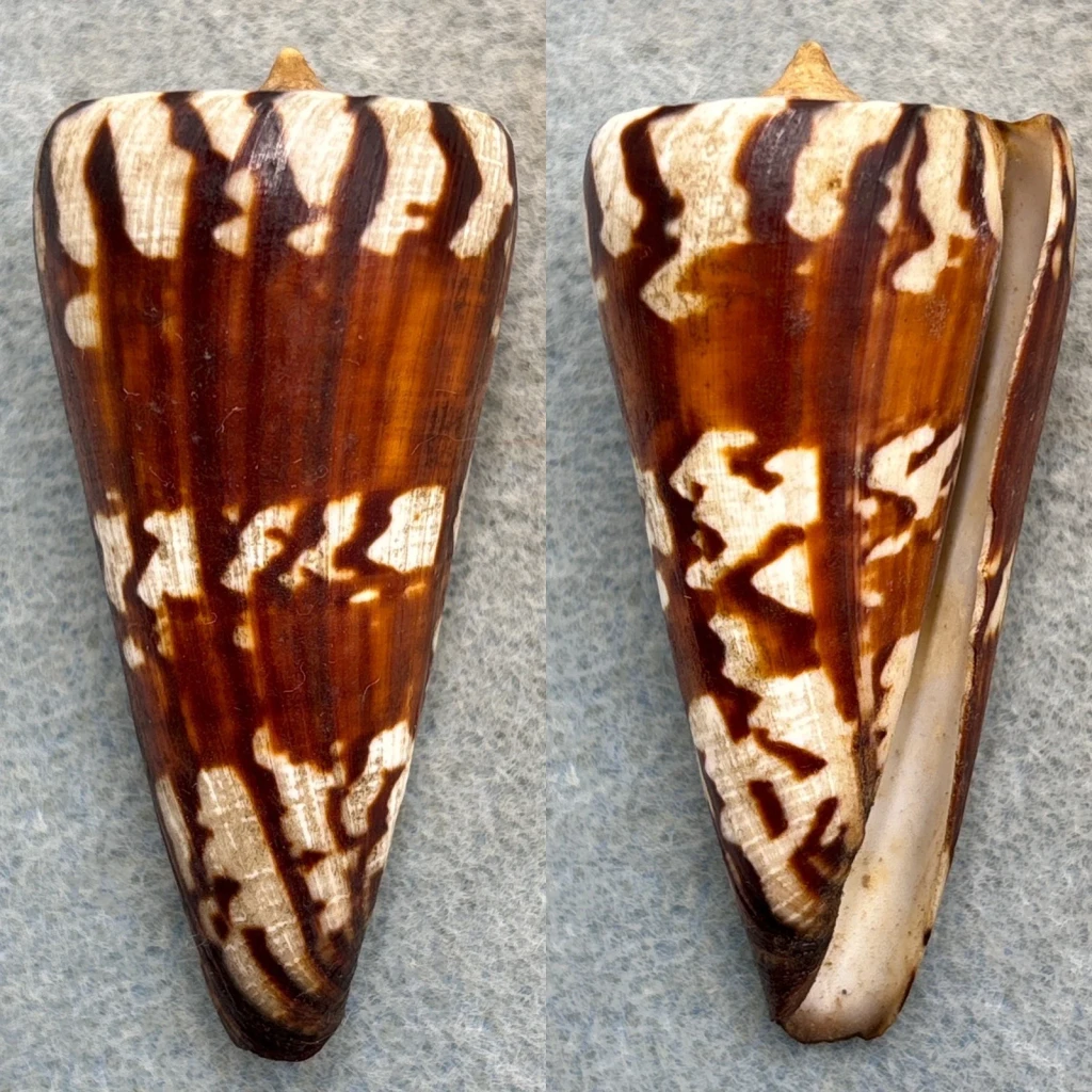 #3 Conus generalis mm F+ (Rough Lip) Laminusa, Philippines