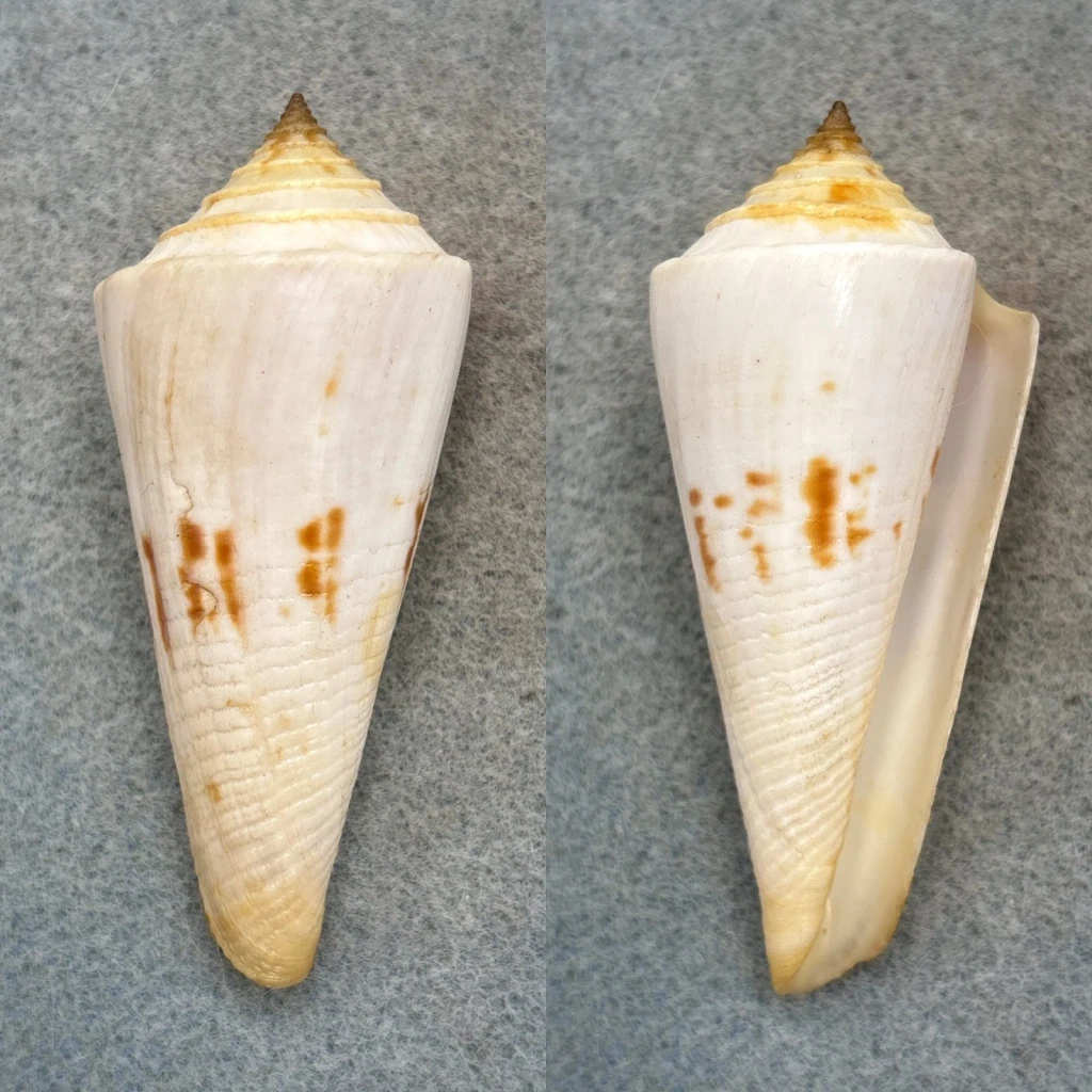 #3 Conus sieboldi 70.9mm F+ Kii, Japan