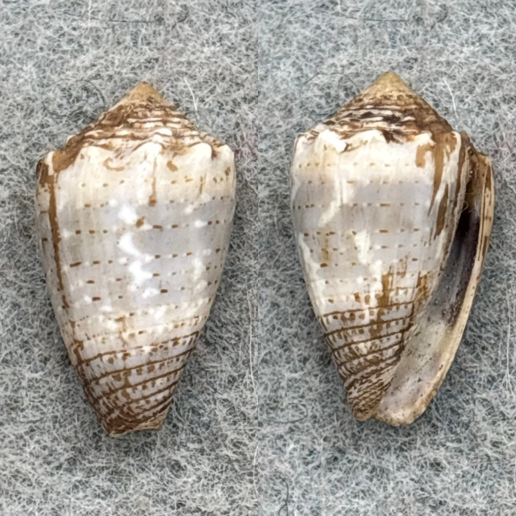#2 Conus encaustus 19.5mm F+ Tahiti