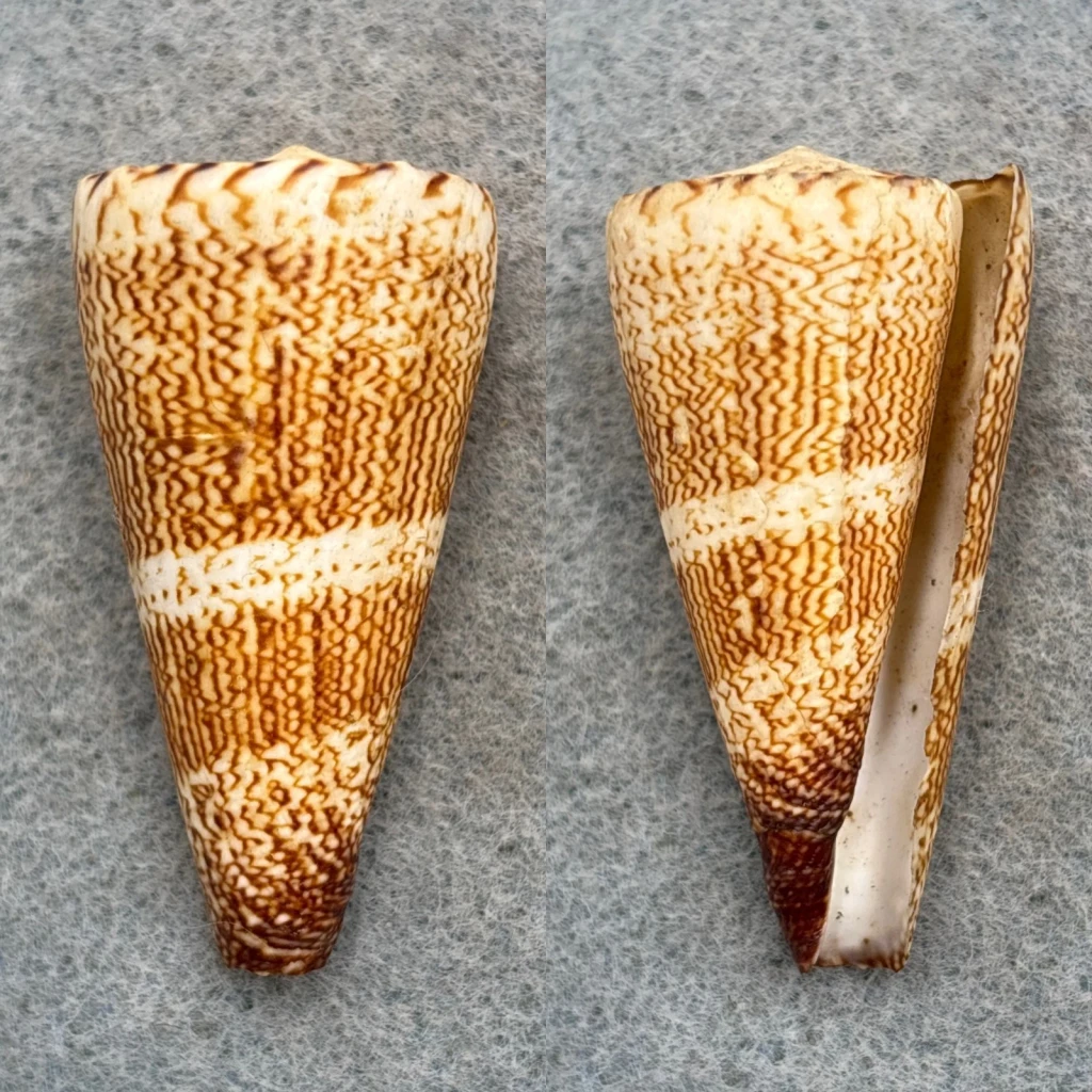 #2 Conus thalassiarchus 48mm F+ Laminusa, Philippines