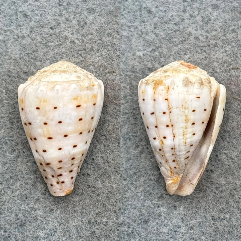 Conus abbreviatus 26.2mm F+ (Lip Chip) Hawaii