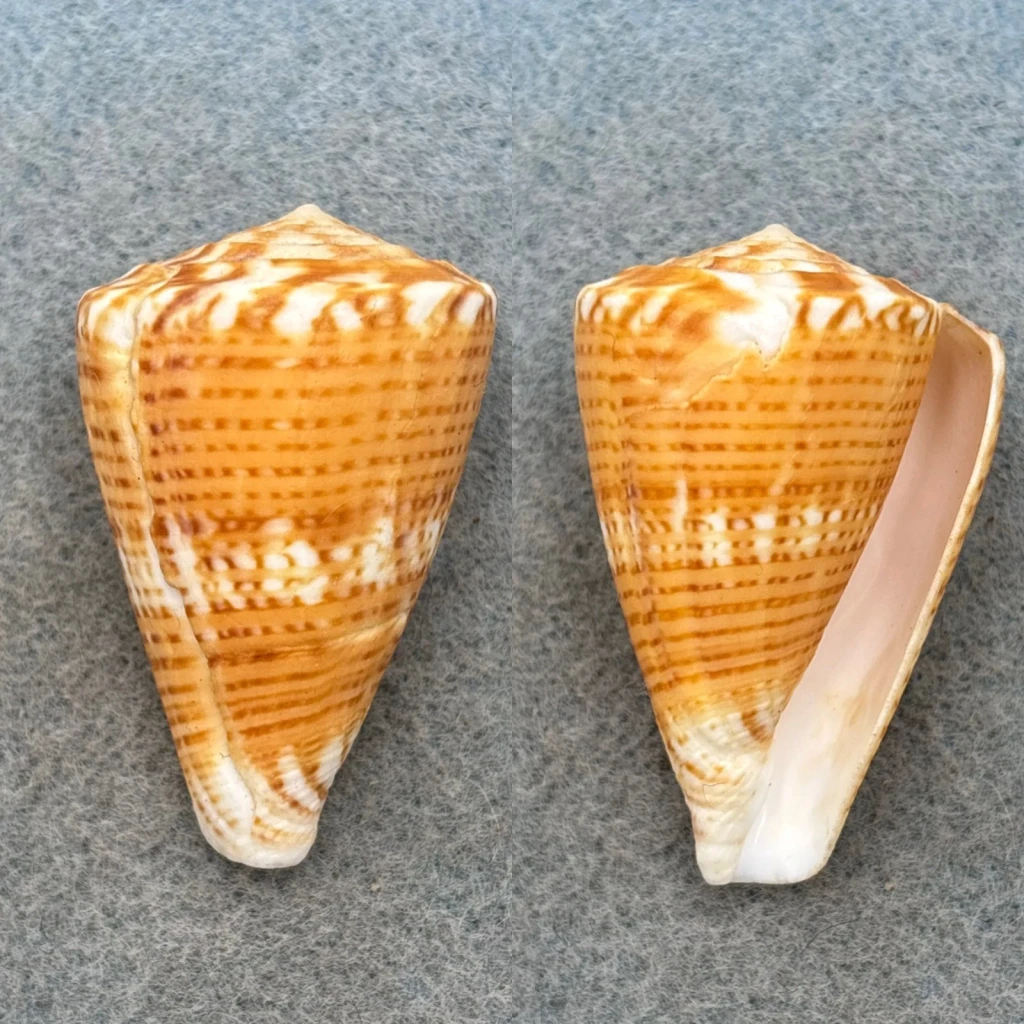Conus trigonus 43.5mm F Western Australia