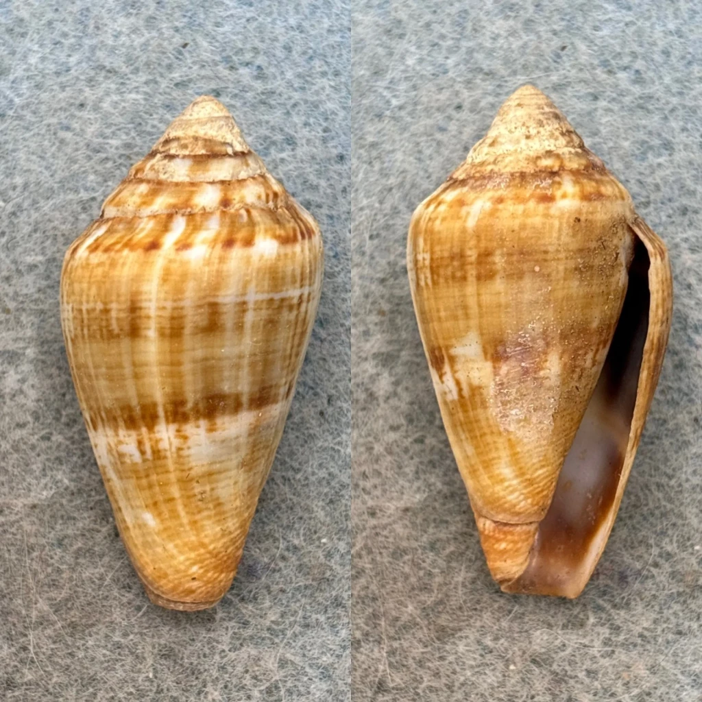 #2 Conus guinaicus 34.2mm F+ Lanzarote, Canary Islands, 1964