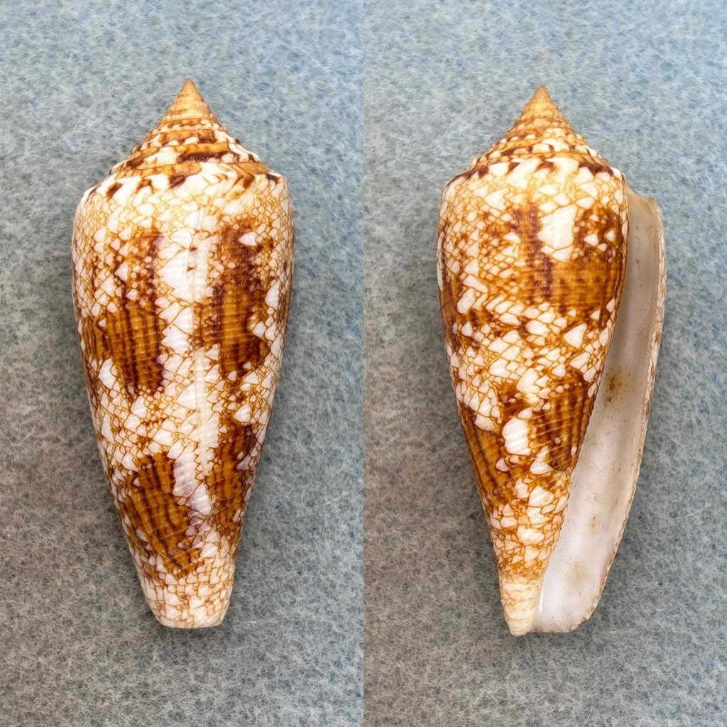 #1 Conus tagaroae 53.6mm F++ Coron, Palawan, Philippines