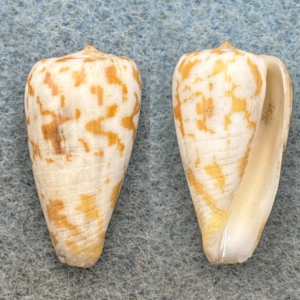 #5 Conus spectrum conspersus 24.4mm F+ Java
