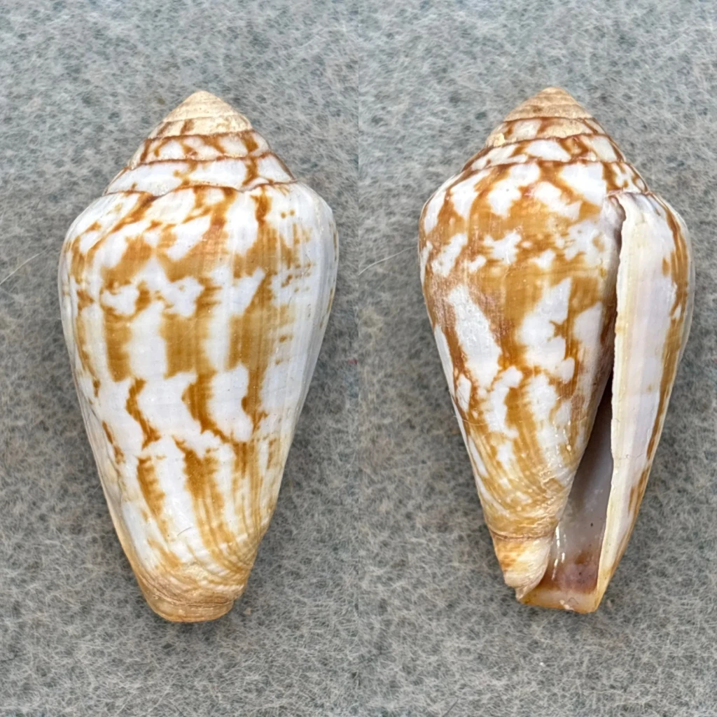 #1 Conus guinaicus 36.1mm F+ Lanzarote, Canary Islands, 1964