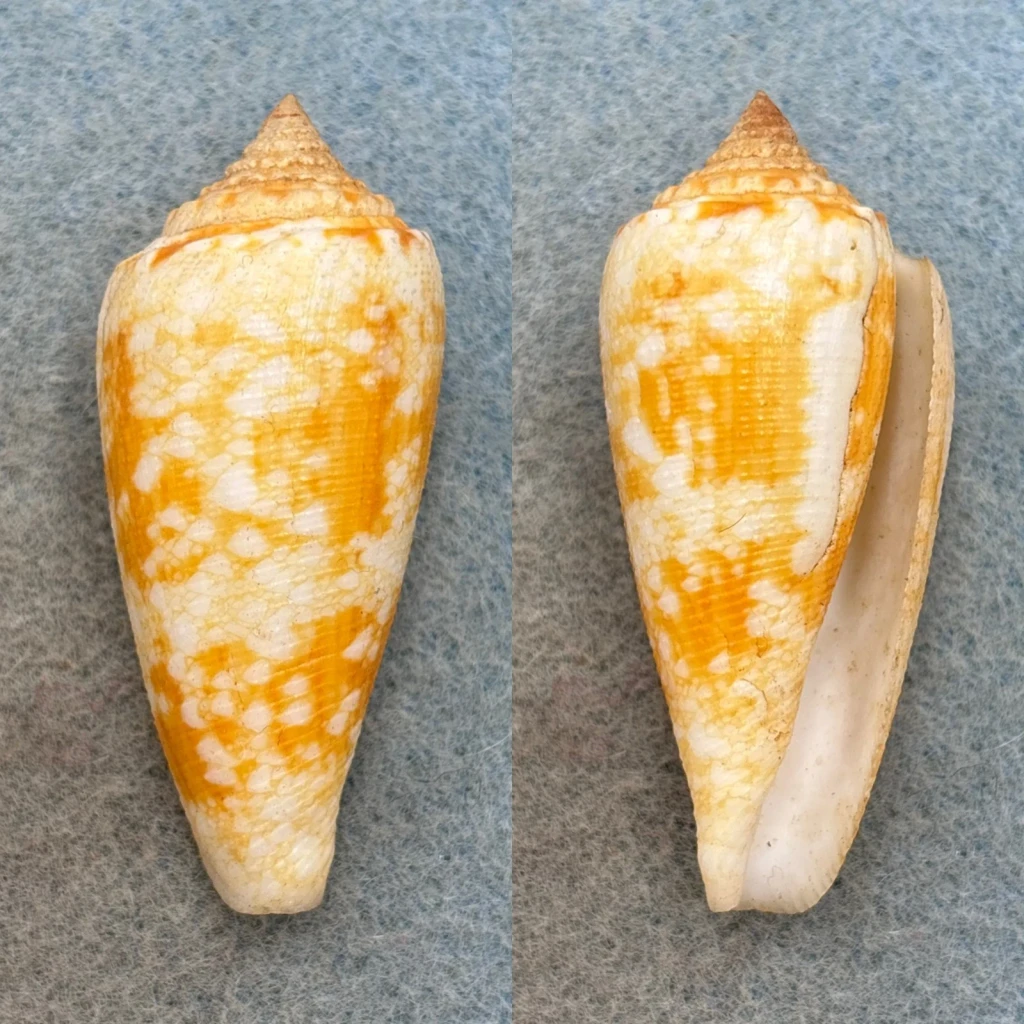 #2 Conus tagaroae Orange Form 52.2mm F+ No Data