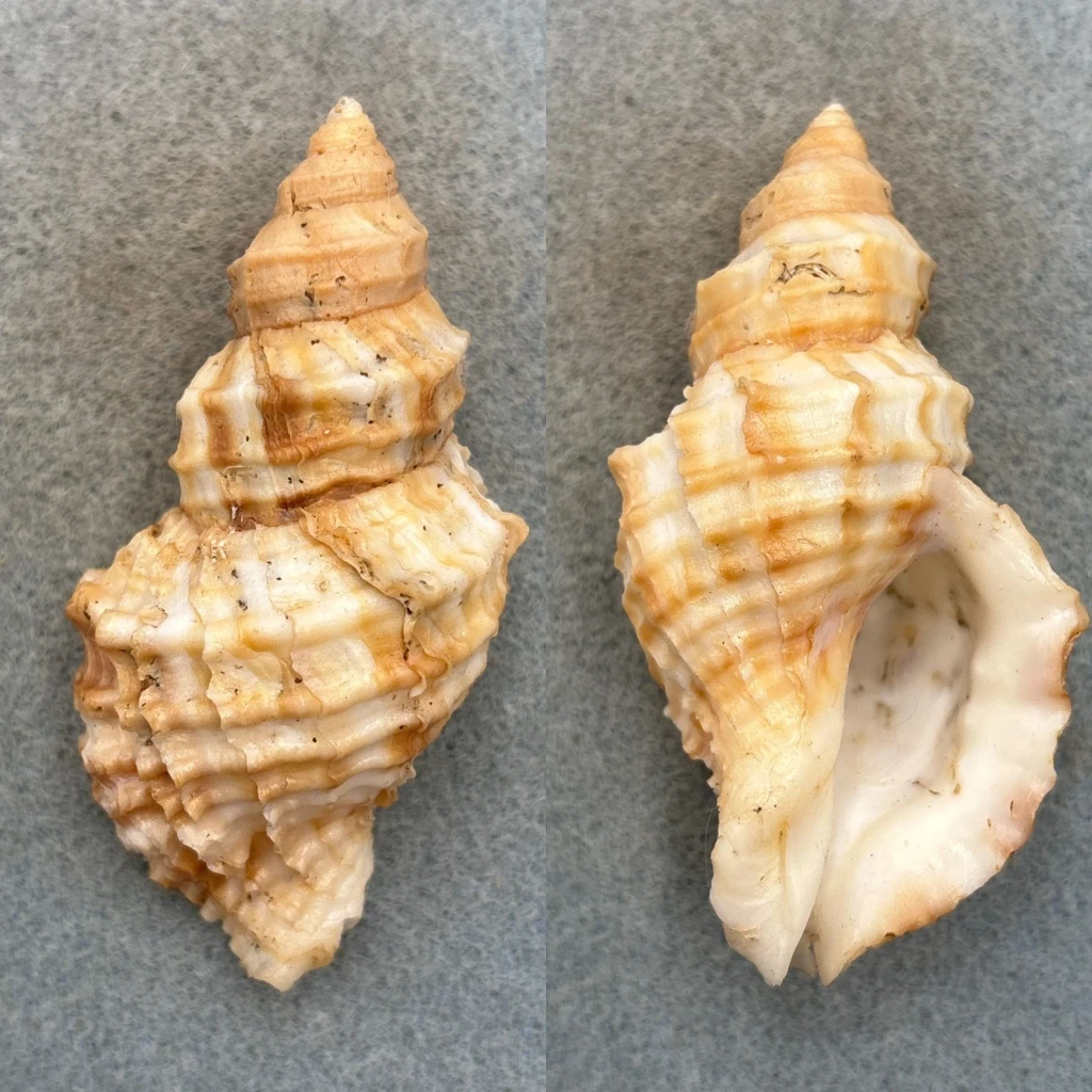 #10 Nucella lamellosa 76.1mm F+ Washington Bay, Kuiu Island, Alaska